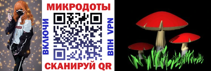 Галлюциногенные грибы Psilocybe  где купить наркоту  Кочубеевское 